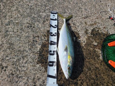 泳がせ、ハマチ・エイ