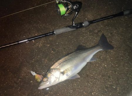 2023年初チーバス