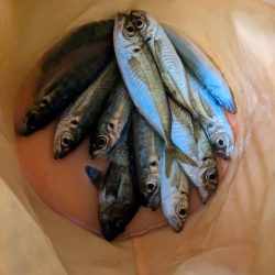 鰺釣り