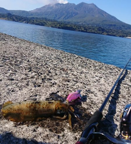 帰省エギングIN桜島