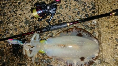 雨エギングIN対馬