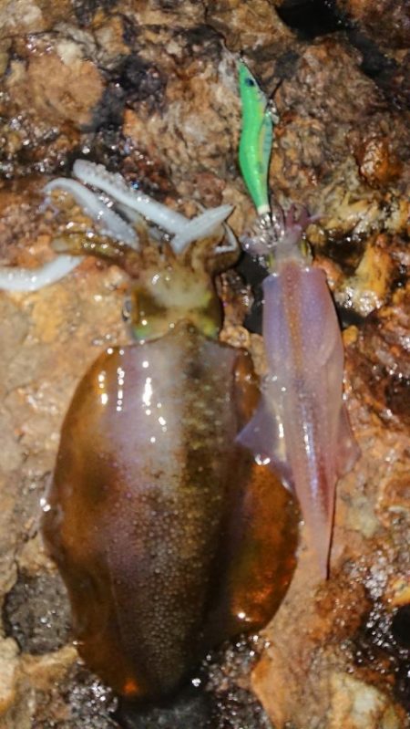 地磯エギングIN対馬