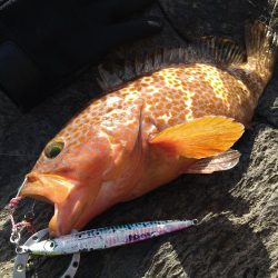 年明け神の島釣行