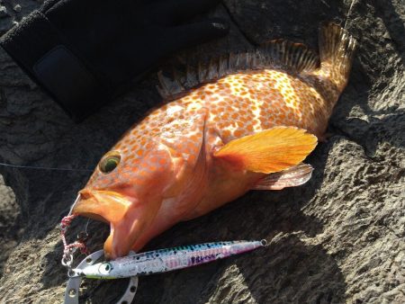 年明け神の島釣行