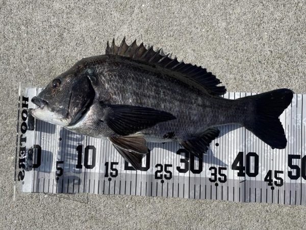 イチノ兄弟(兄)釣果!