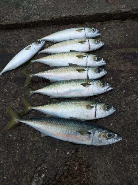 寒サバ狙いに☆