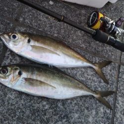 (尺アジ)フロートゲーム。