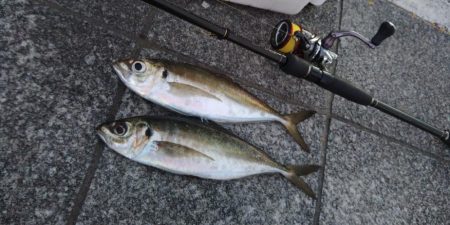 (尺アジ)フロートゲーム。