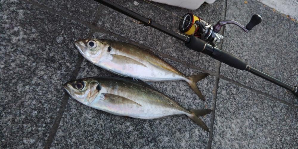 (尺アジ)フロートゲーム。