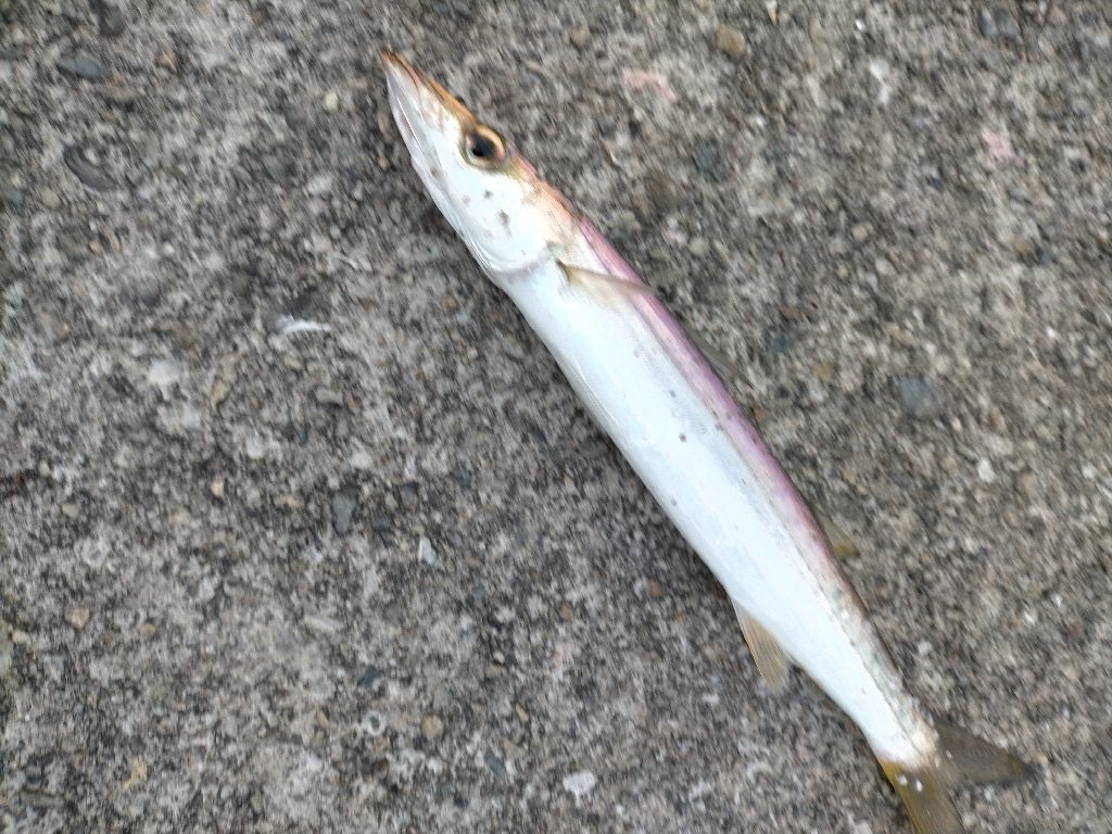 カマスゲット!!