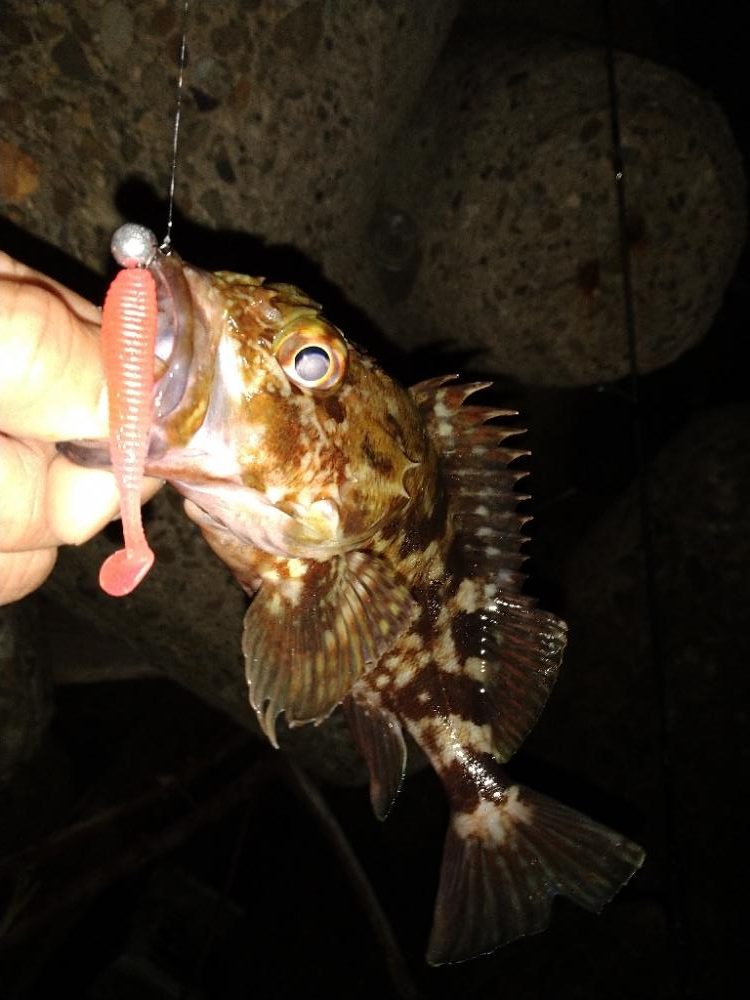 ちょい釣り20230120