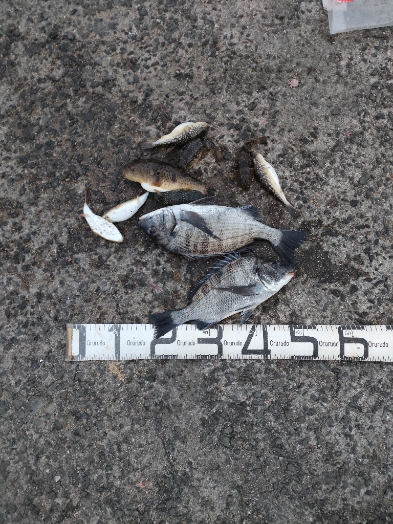 12/31大晦日釣果