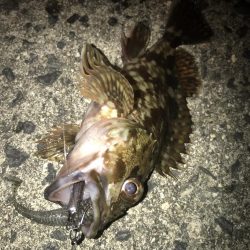 直リグ改良で100発100中ガシラGET