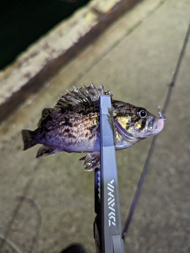 陸っぱり釣行記