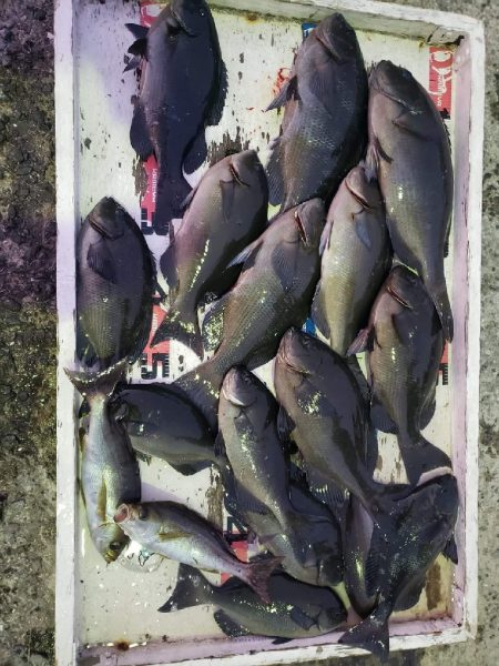 クロ釣り(畝刈)