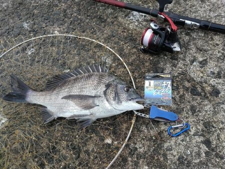 ヤイバ チヌ祭りに参加してきました