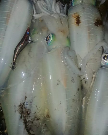 夜雨エギングIN対馬