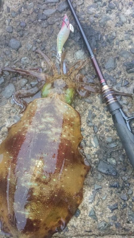 ナイトエギングIN対馬