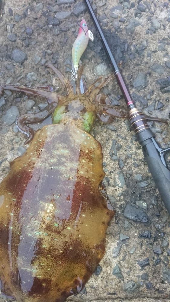 ナイトエギングIN対馬