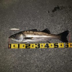 今年も宜しくスズキさん！