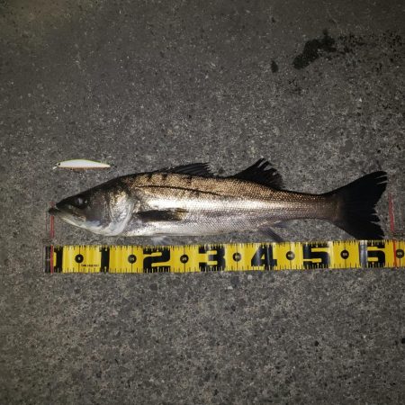 今年も宜しくスズキさん！