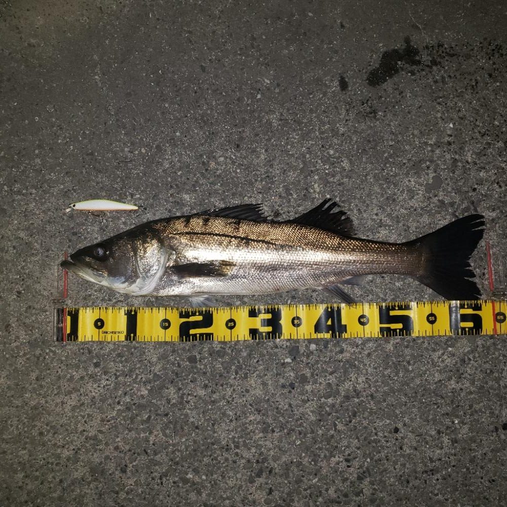 今年も宜しくスズキさん!