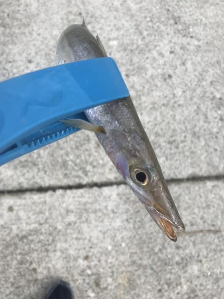 ダイソージグでカマスGET