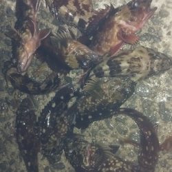 唐揚げが食べたくて