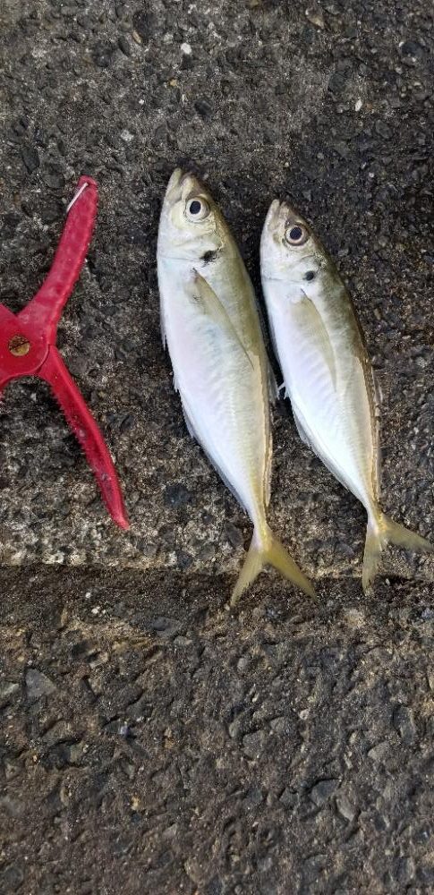 下津 渋くても尺アジGET