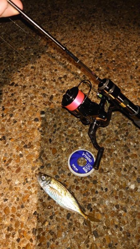 月夜は厳しいねー！