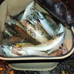 今日もアジ狙いで