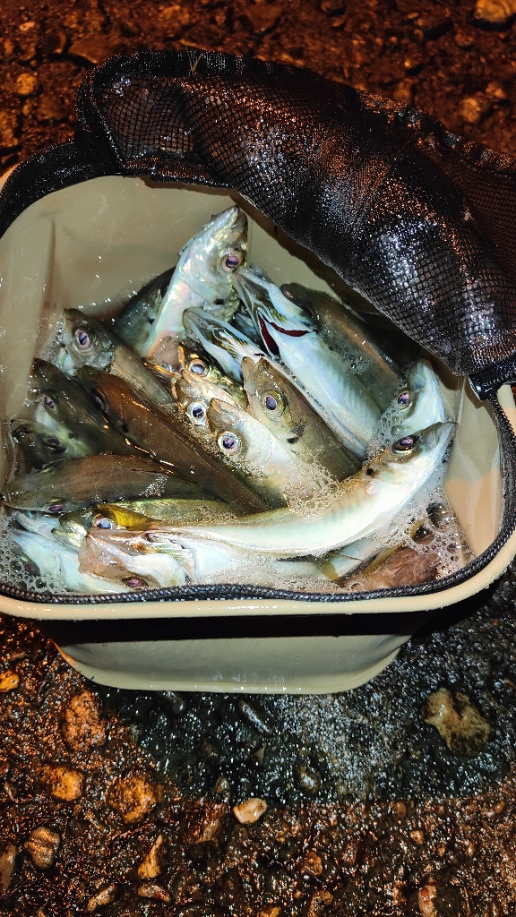 今日もアジ狙いで