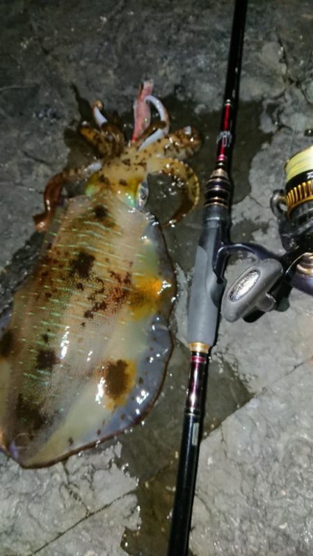 爆風・極寒エギングIN対馬