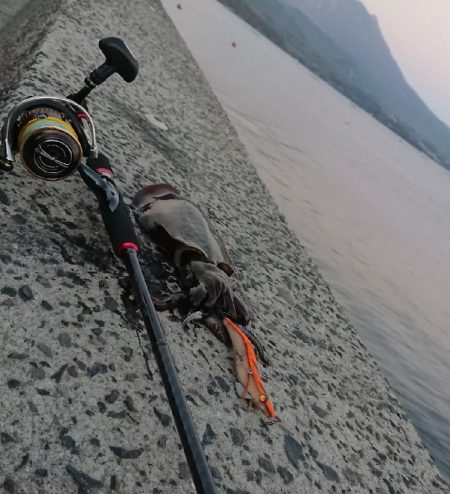 帰省エギングIN桜島