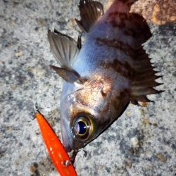 makopenクロパグオレンジ