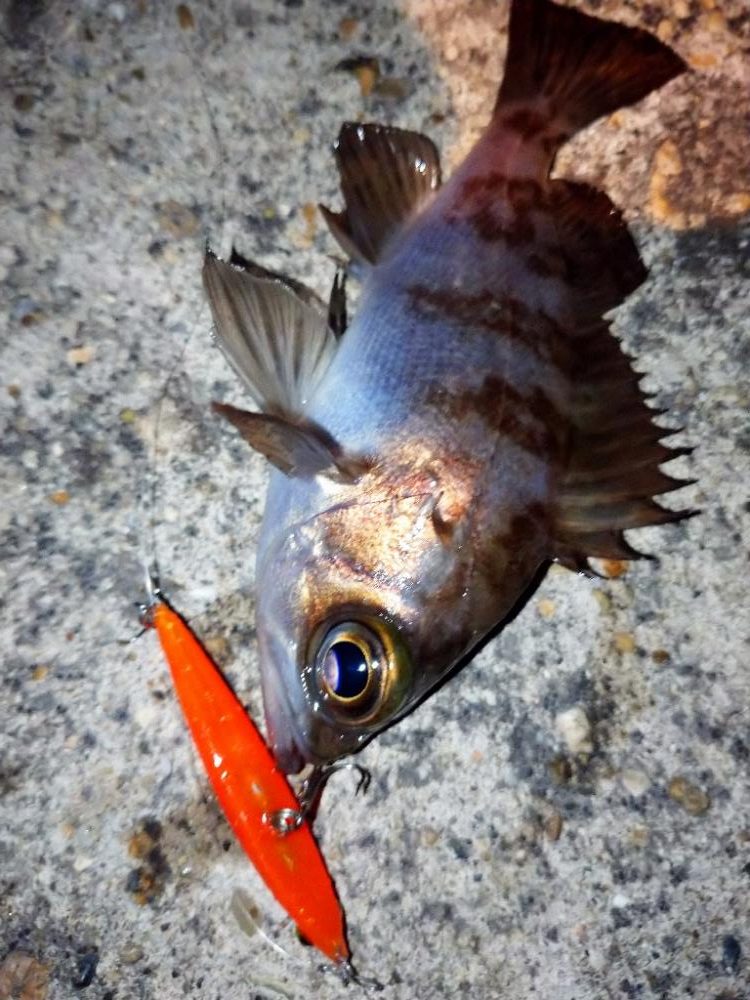 makopenクロパグオレンジ