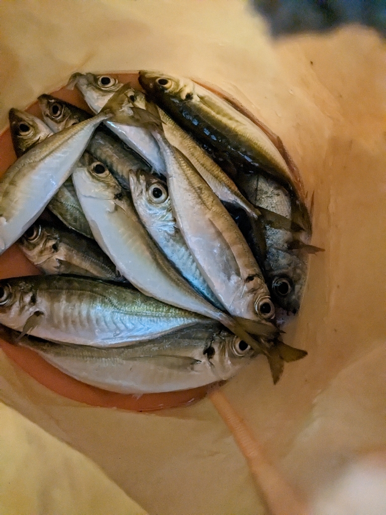 まだまだ釣れる