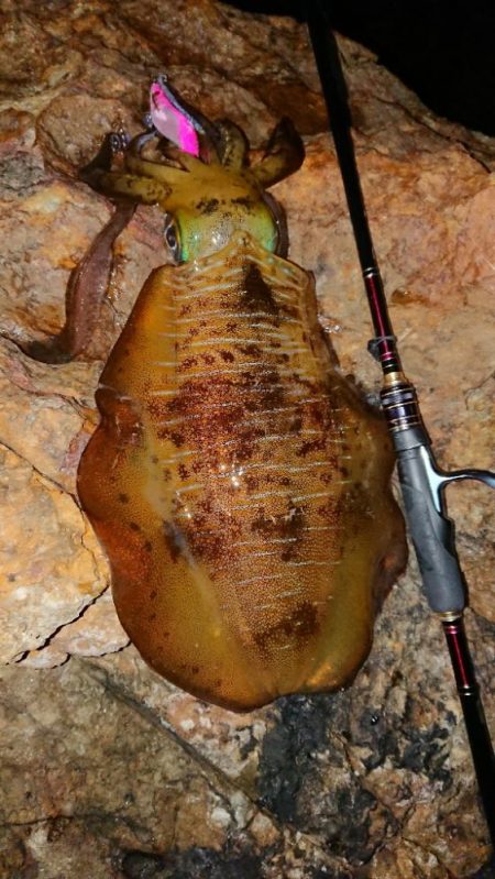 地磯エギングIN対馬