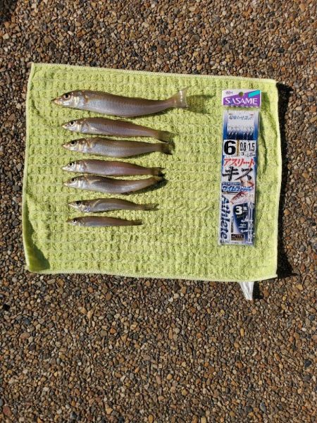 久々に敦賀でキス釣り