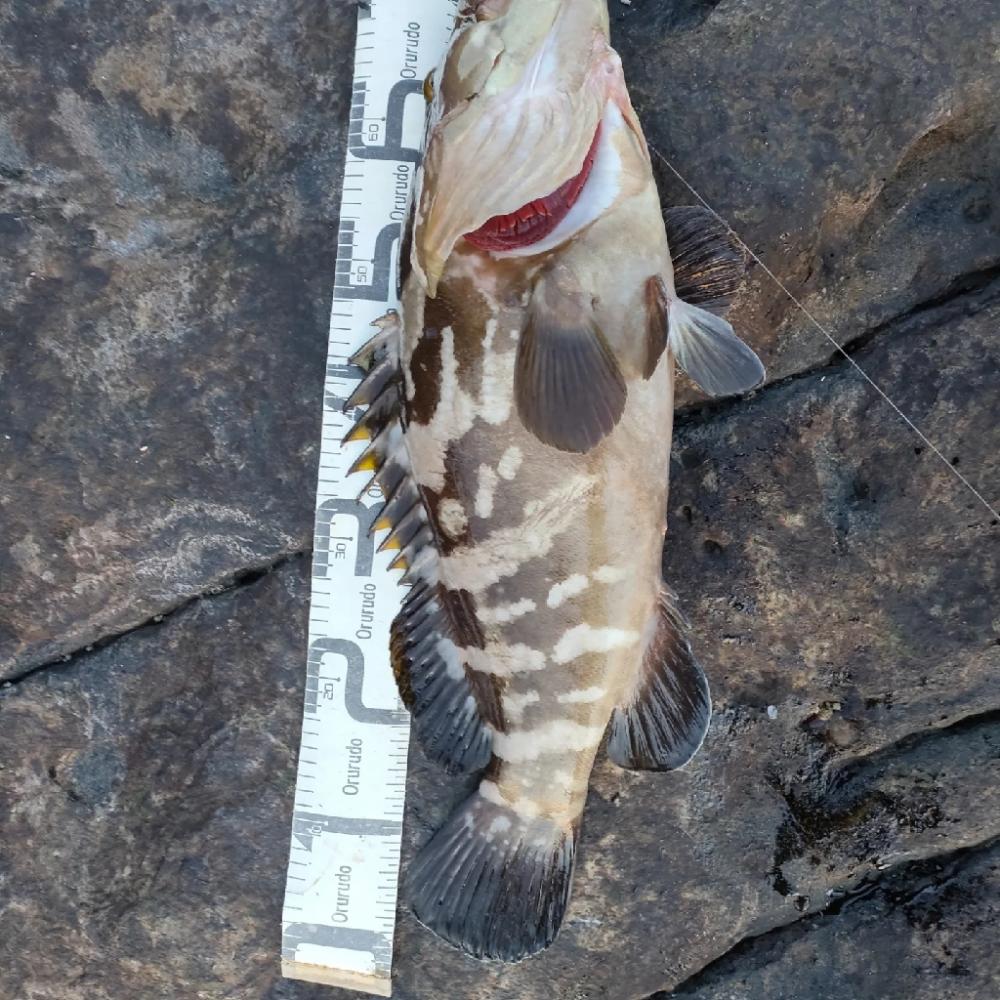 とんでもないものが釣れました！