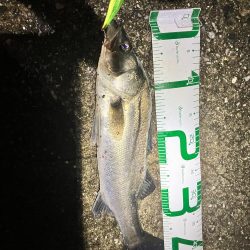 2023年第1号は雨の中の価値ある1匹