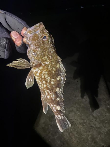 今年初ガッシー