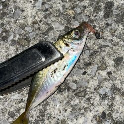 2023年釣りはじめ