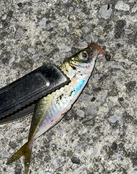 2023年釣りはじめ