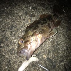 直リグでガシラ&マゴチGET