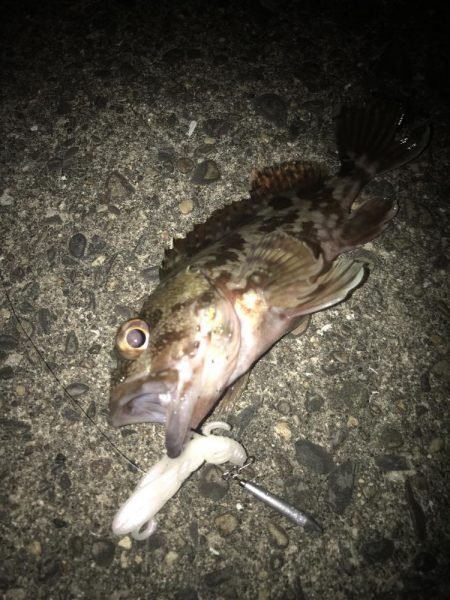 直リグでガシラ&マゴチGET