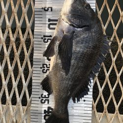 イチノ兄弟（兄）釣果！