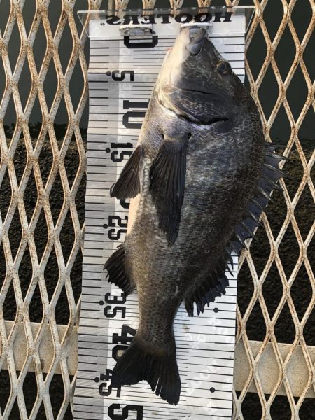 イチノ兄弟（兄）釣果！