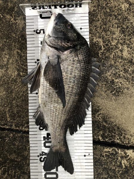 イチノ兄弟（兄）釣果！