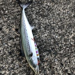 今年2回目釣行で初フィッシュ